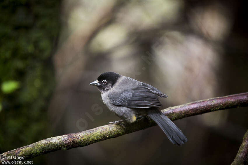 Yellow-thighed Finch