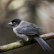 Yellow-thighed Brushfinch