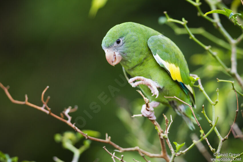 Yellow-chevroned Parakeet