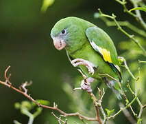 Yellow-chevroned Parakeet