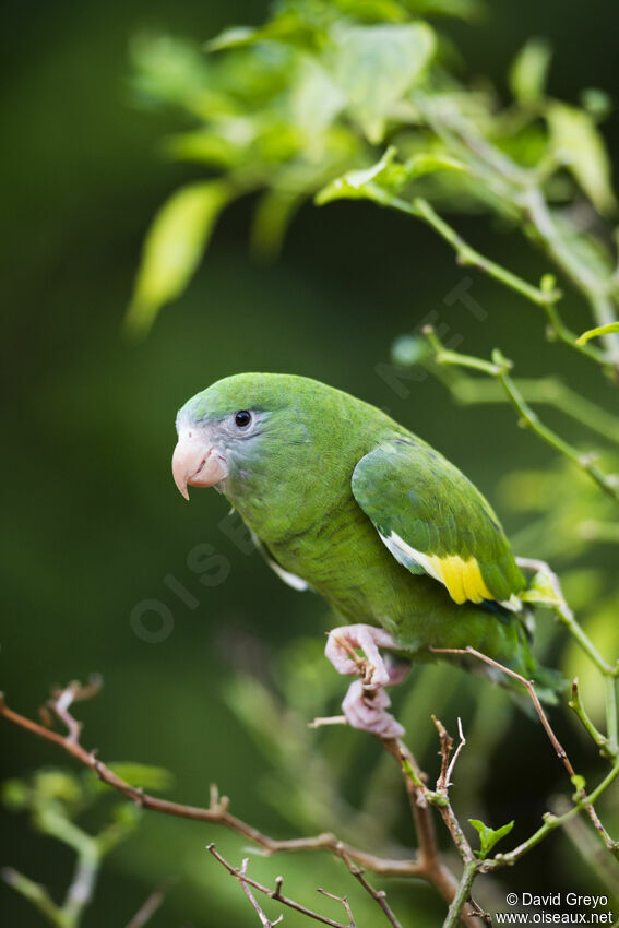 White-winged Parakeetadult, identification