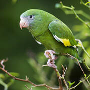 White-winged Parakeet