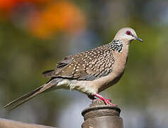 Spotted Dove