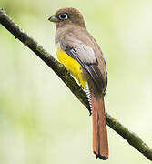 Trogon à lunettes jaunes