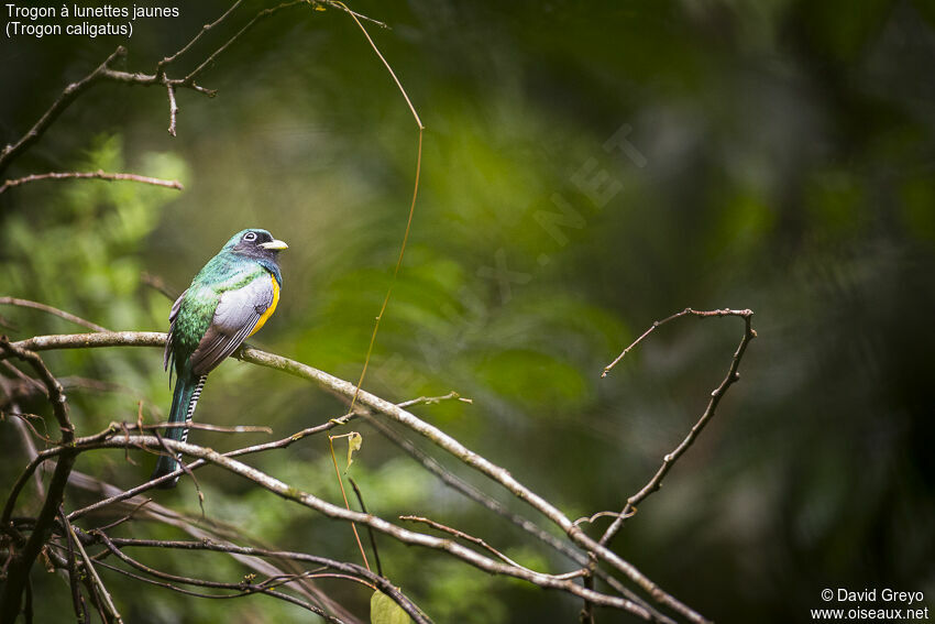 Gartered Trogon male