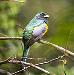 Trogon à lunettes jaunes