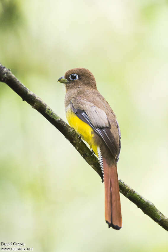 Trogon pattu femelle, identification