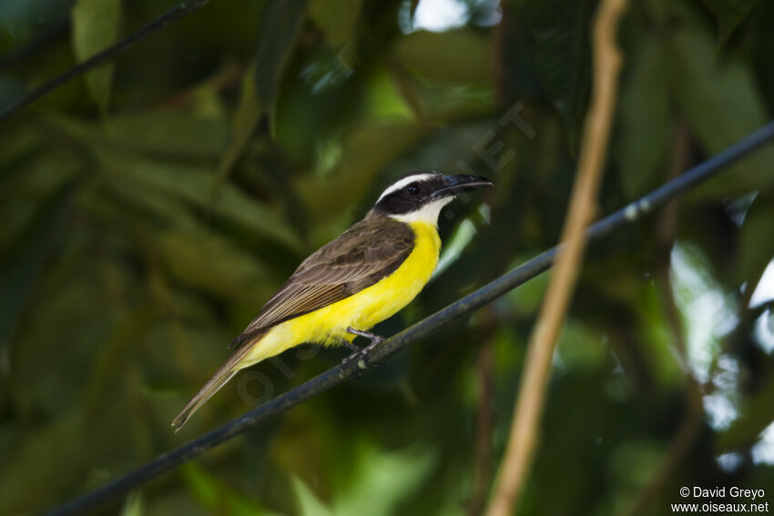 Boat-billed Flycatcher