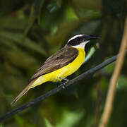 Boat-billed Flycatcher