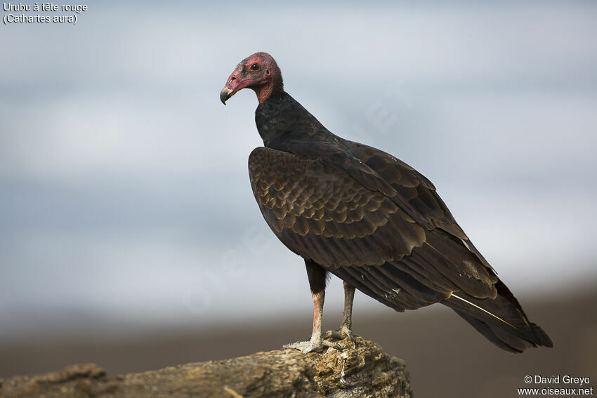 Turkey Vulture