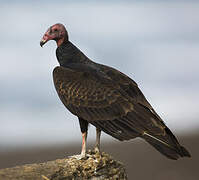 Turkey Vulture