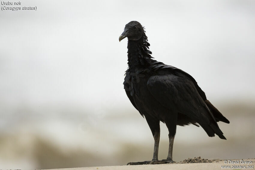 Black Vulture