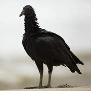 Black Vulture