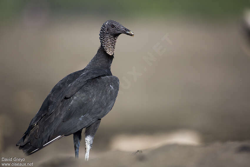 Black Vultureadult, identification