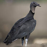 Black Vulture