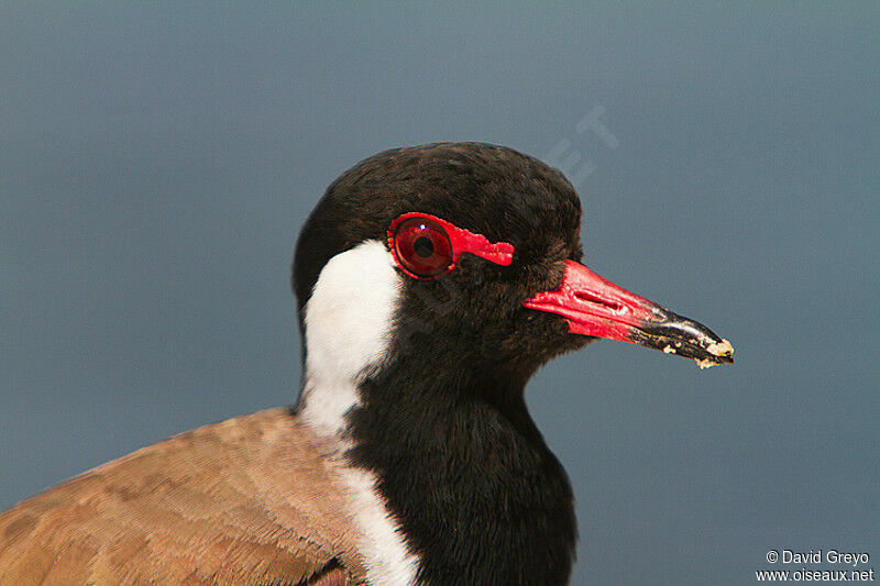 Red-wattled Lapwing