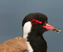 Red-wattled Lapwing