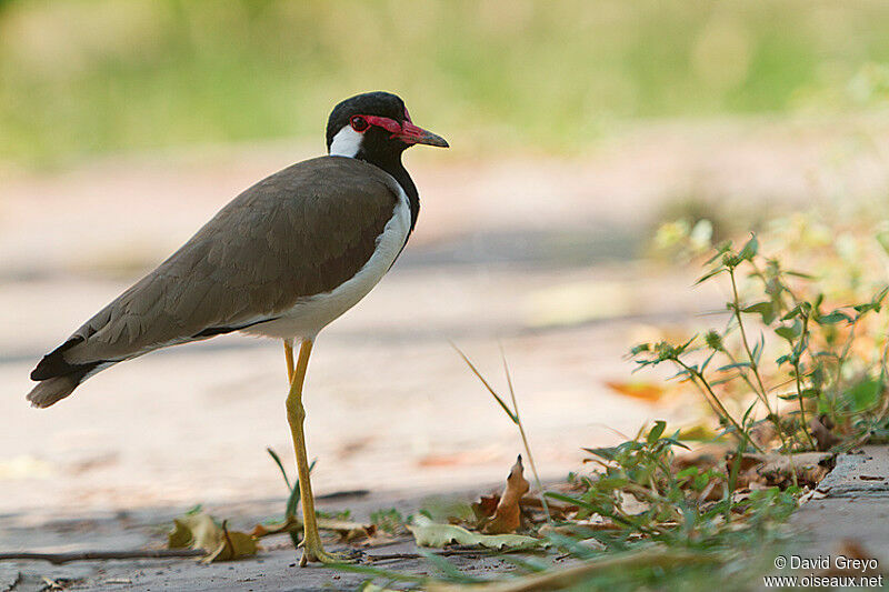 Red-wattled Lapwing