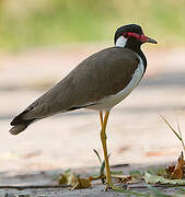 Red-wattled Lapwing