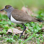 Senegal Lapwing