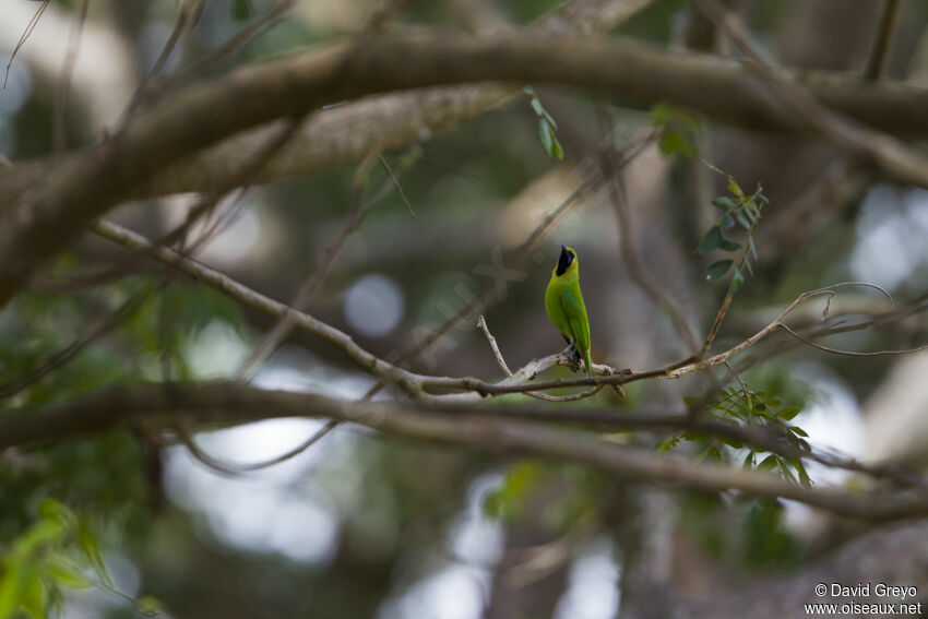 Jerdon's Leafbird