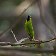 Jerdon's Leafbird