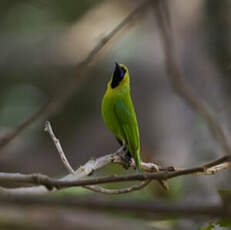 Verdin de Jerdon