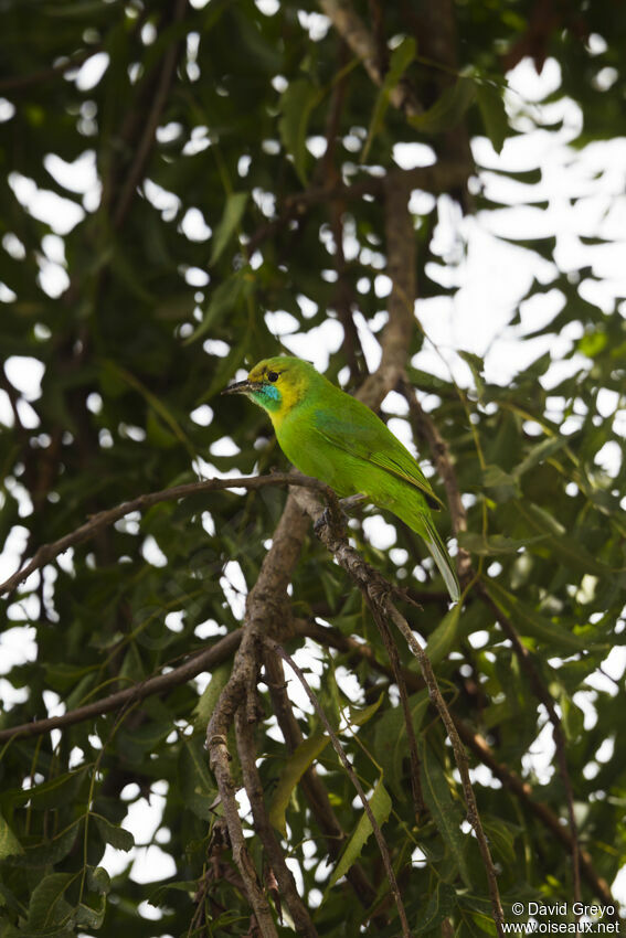 Jerdon's Leafbird