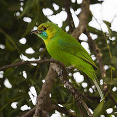 Verdin de Jerdon