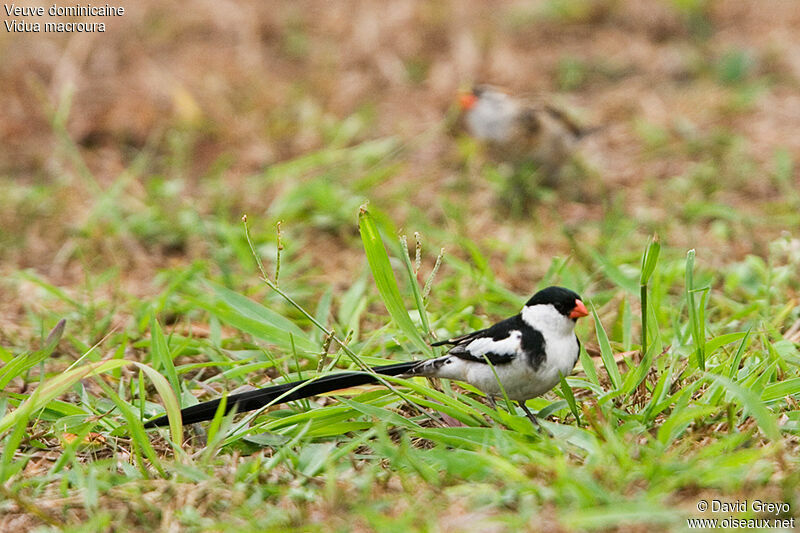 Pin-tailed Whydah male