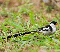 Pin-tailed Whydah