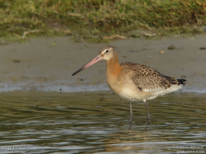 Black-tailed Godwitadult