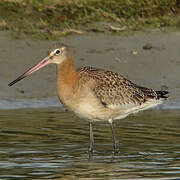 Black-tailed Godwit