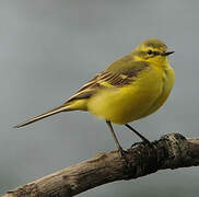 Western Yellow Wagtail