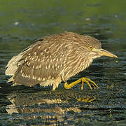 Black-crowned Night Heron