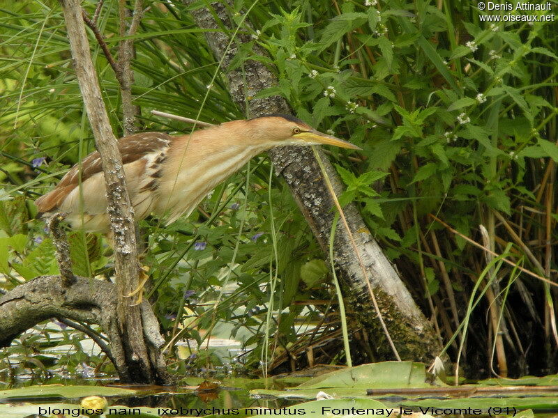 Little Bittern female adult