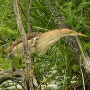 Little Bittern