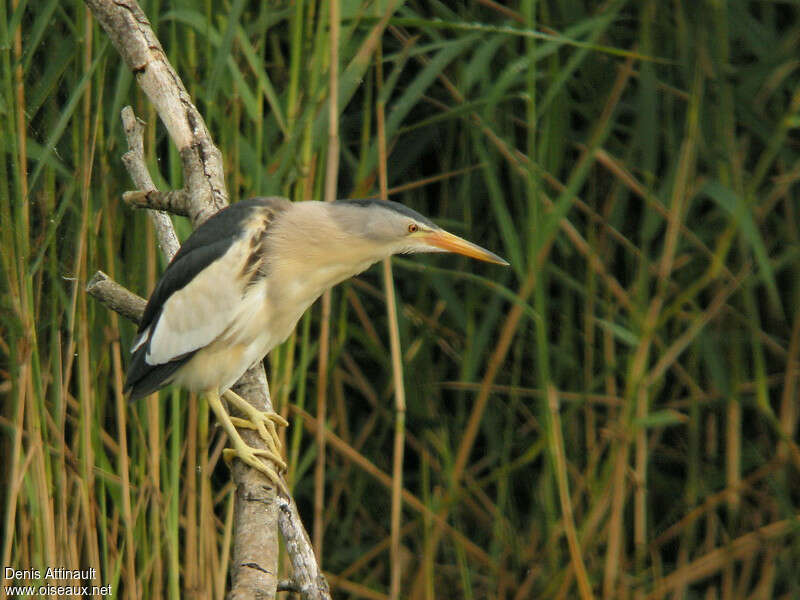 Little Bittern male adult, identification