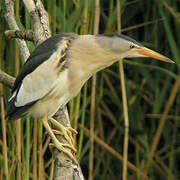 Little Bittern