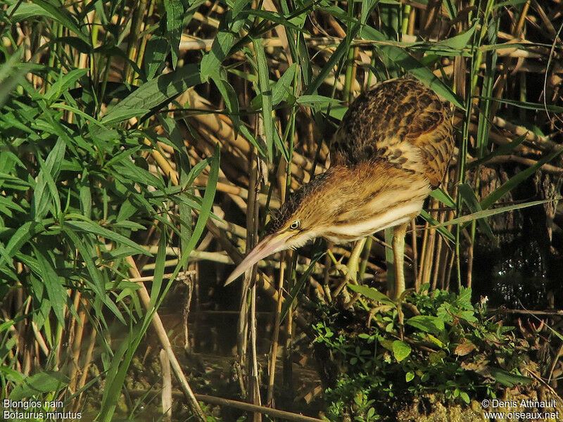 Little Bitternjuvenile