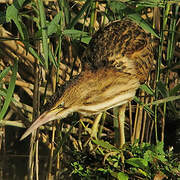 Little Bittern