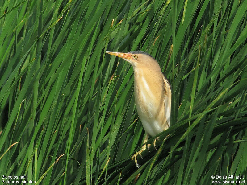 Little Bittern male adult