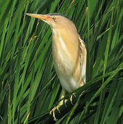 Little Bittern