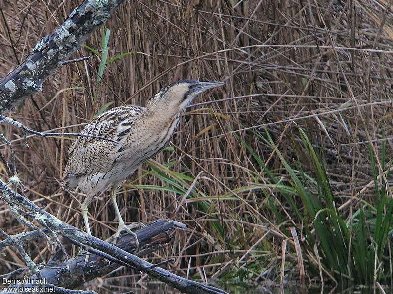 Butor étoiléadulte, identification