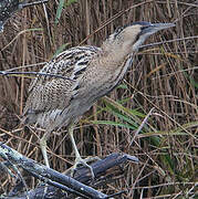 Eurasian Bittern