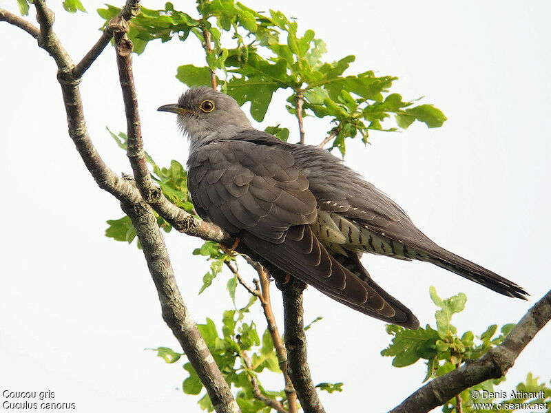 Coucou gris mâle adulte