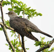 Common Cuckoo