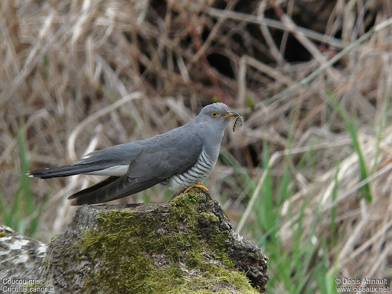 Coucou gris