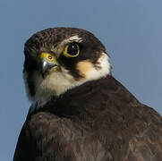 Eurasian Hobby