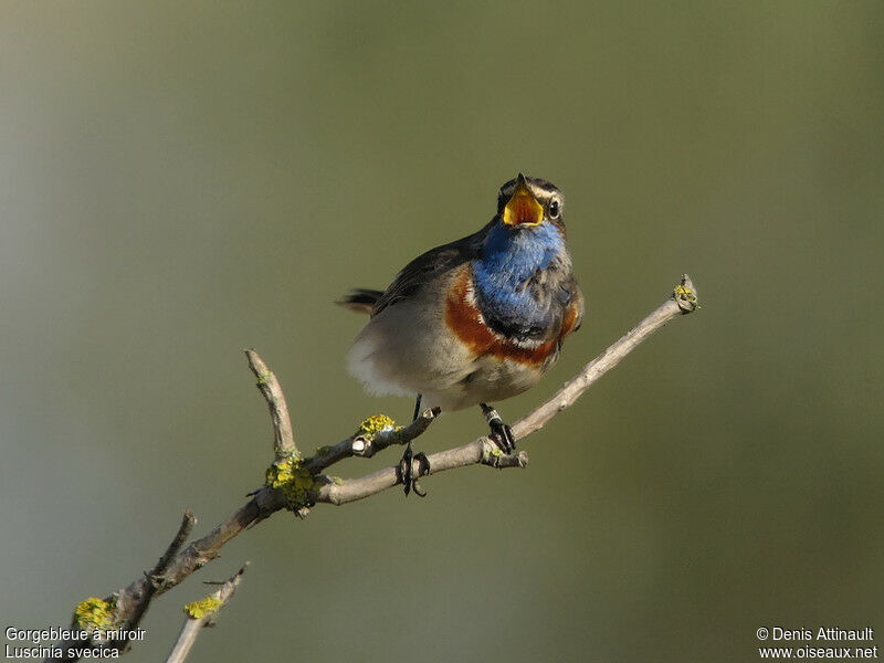 Gorgebleue à miroir mâle adulte